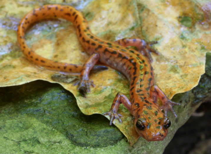 Cave Salamander.